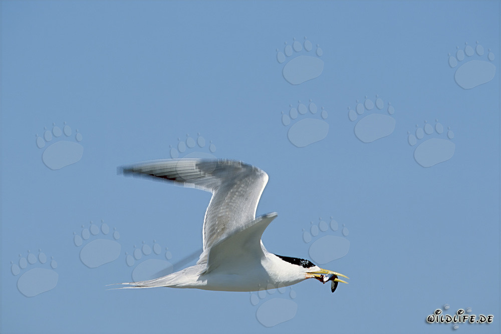 Swift tern returns with prey