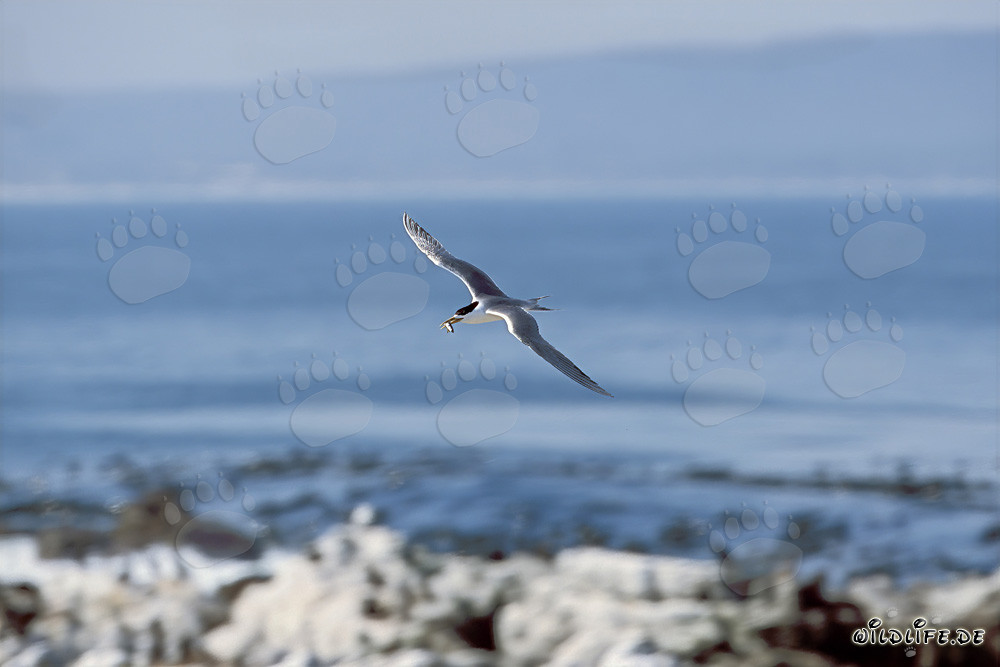 Gaviota de Bergii regresa a la isla