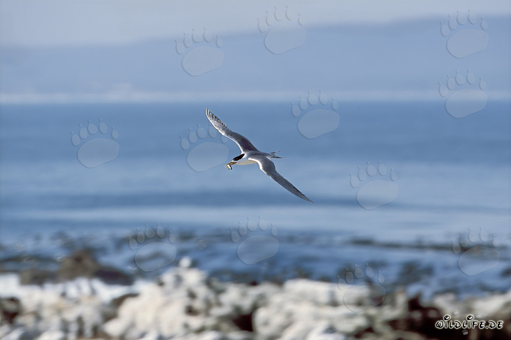 La sterne de Bergii retourne sur l'île