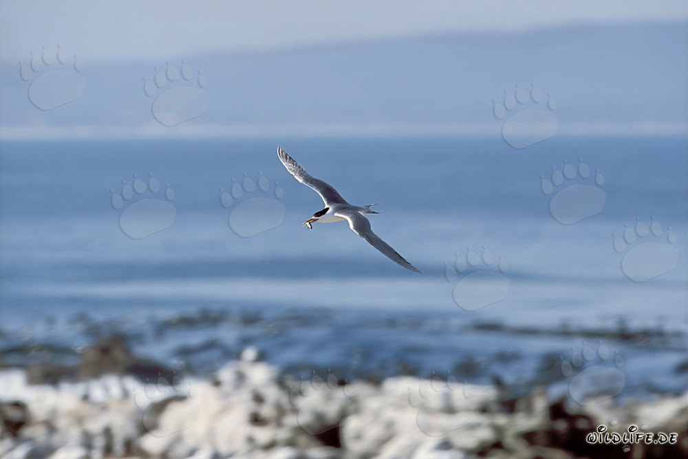 Swift tern returns back to the island