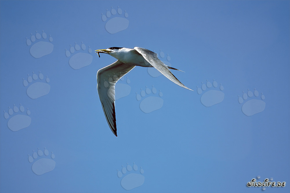 Elegante sterna bergii in volo con un pesce nella punta del becco