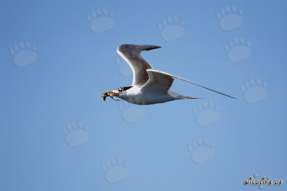 Elegant Swift Tern on the Hunt for Prey
