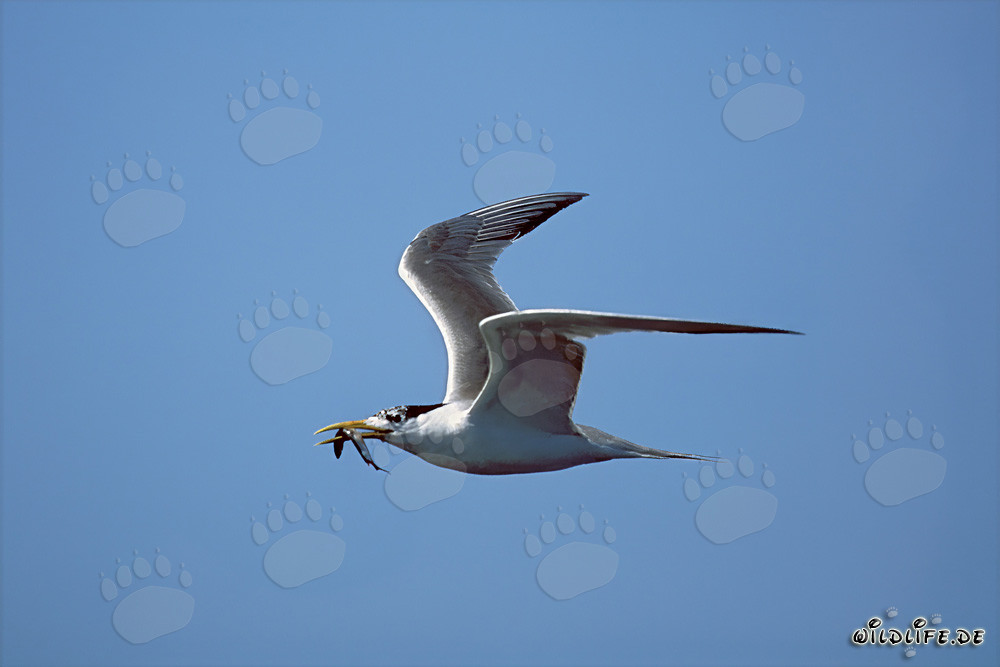 Eilseeschwalbe mit Beute in den Gewässern vor Dyer Island, Südafrika