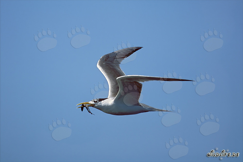 Swift tern with prey in the waters off Dyer Island, South Africa