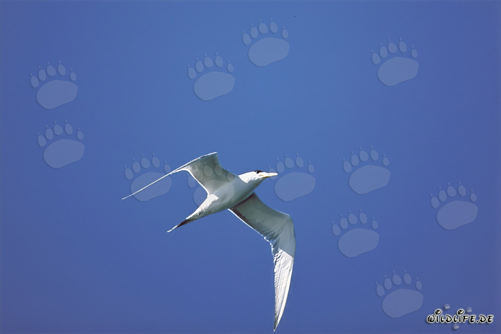 La majestuosa gaviota esterna bergii planea en el cielo azul
