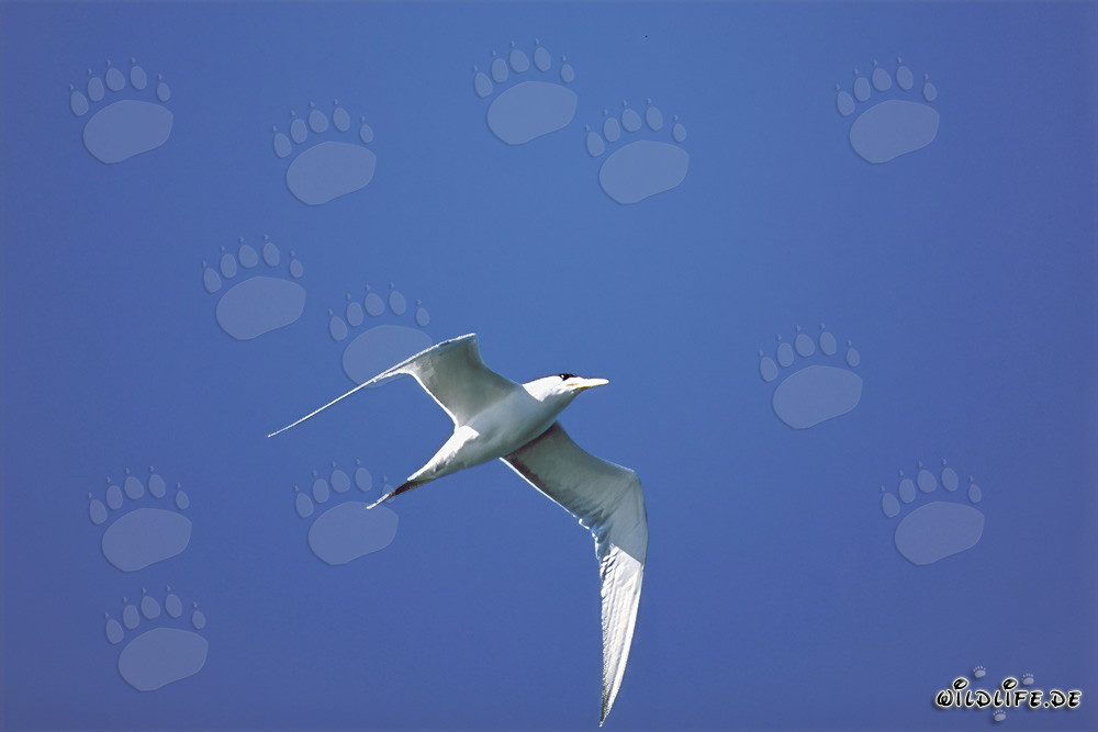 Majestic Swift tern soaring in the azure sky