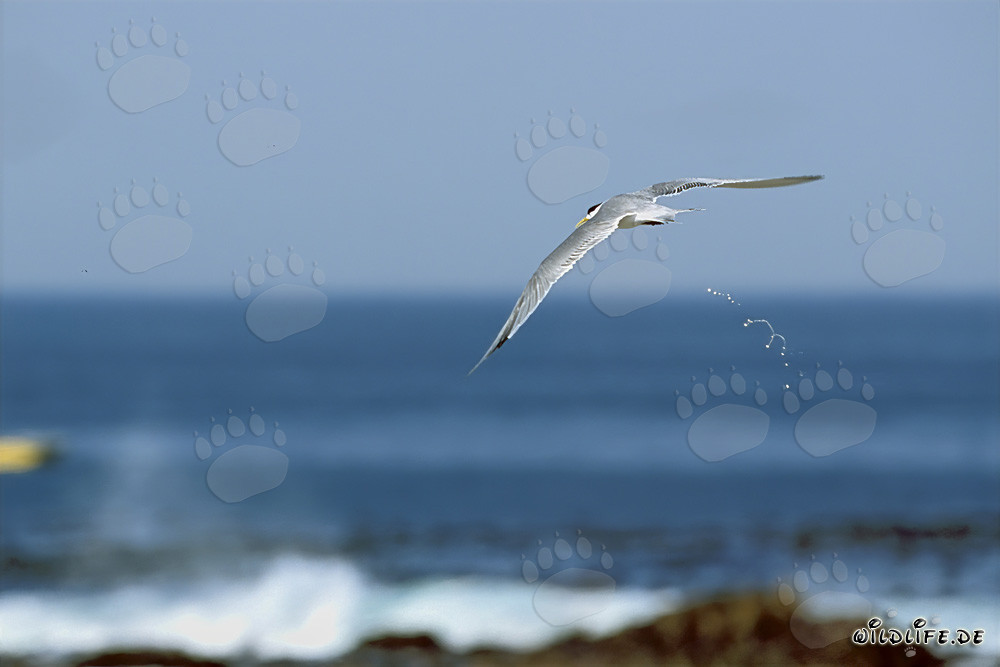 Eilseeschwalbe beobachtet das Meer auf der Suche nach Nahrung