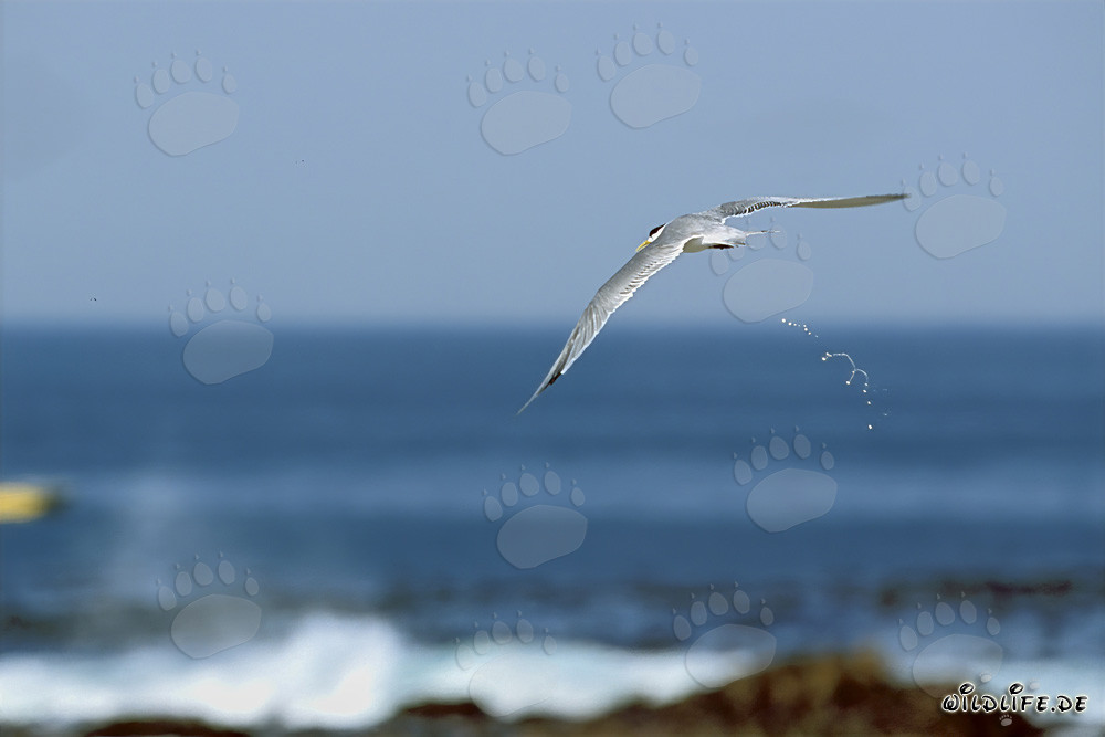 Swift tern observes the sea in search of food