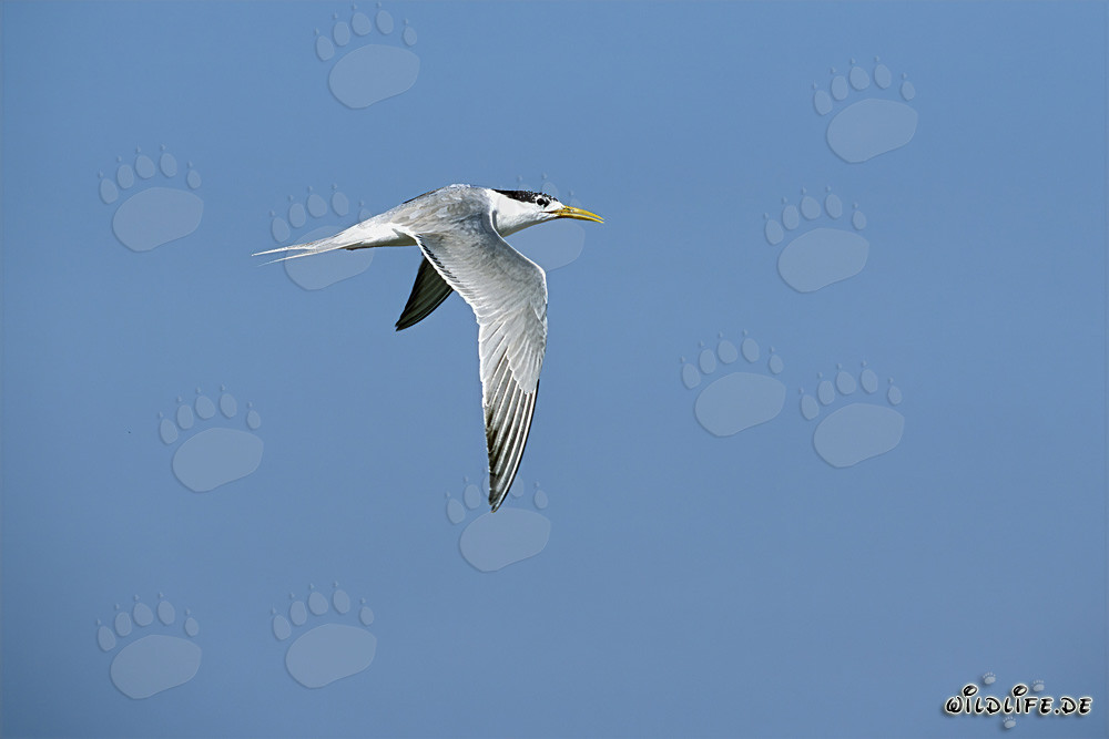 Swift tern above the sea