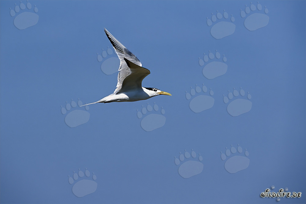 Eilseeschwalbe im Flug über Dyer Island in Südafrika