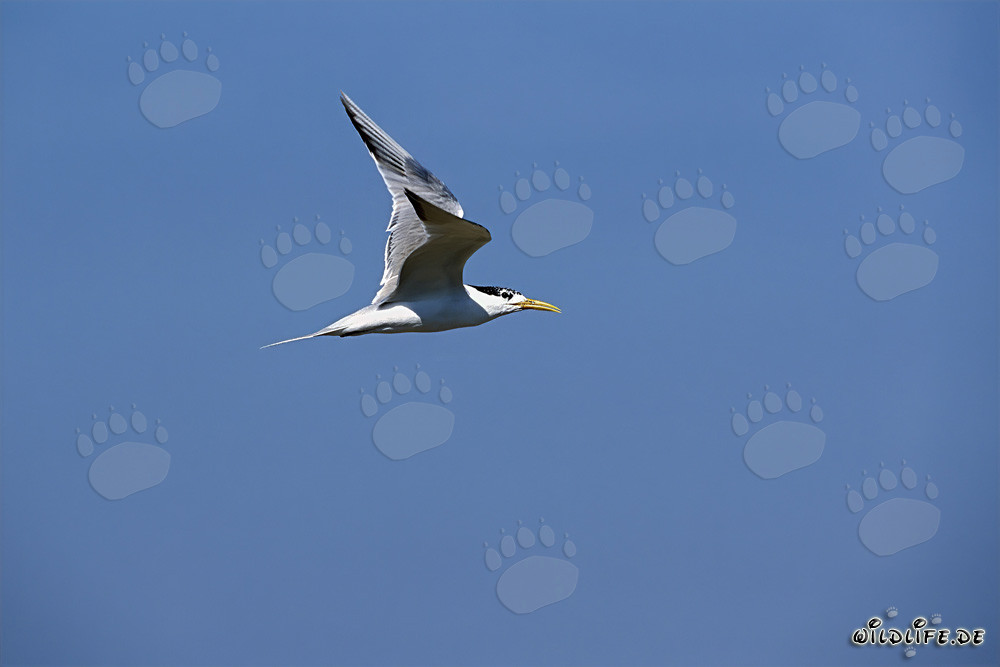 Swift tern in flight over Dyer Island in South Africa