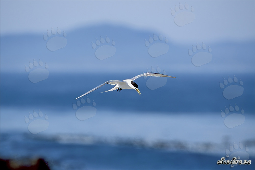 Elegante charrán de vuelta del mar