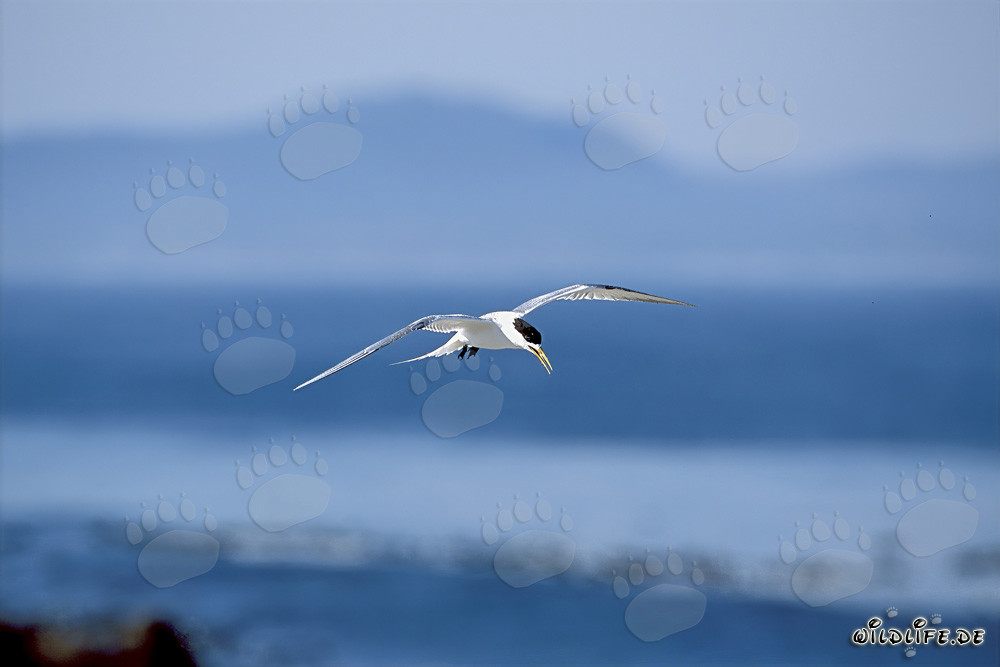 Elegante sterna bergii torna dal mare