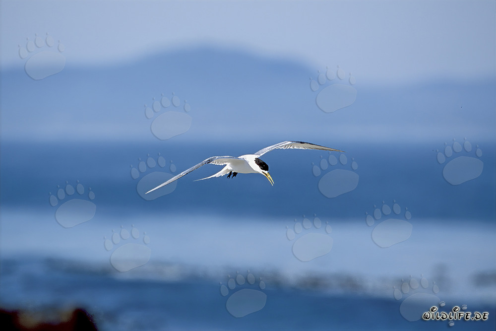 Graceful swift tern returns from the sea