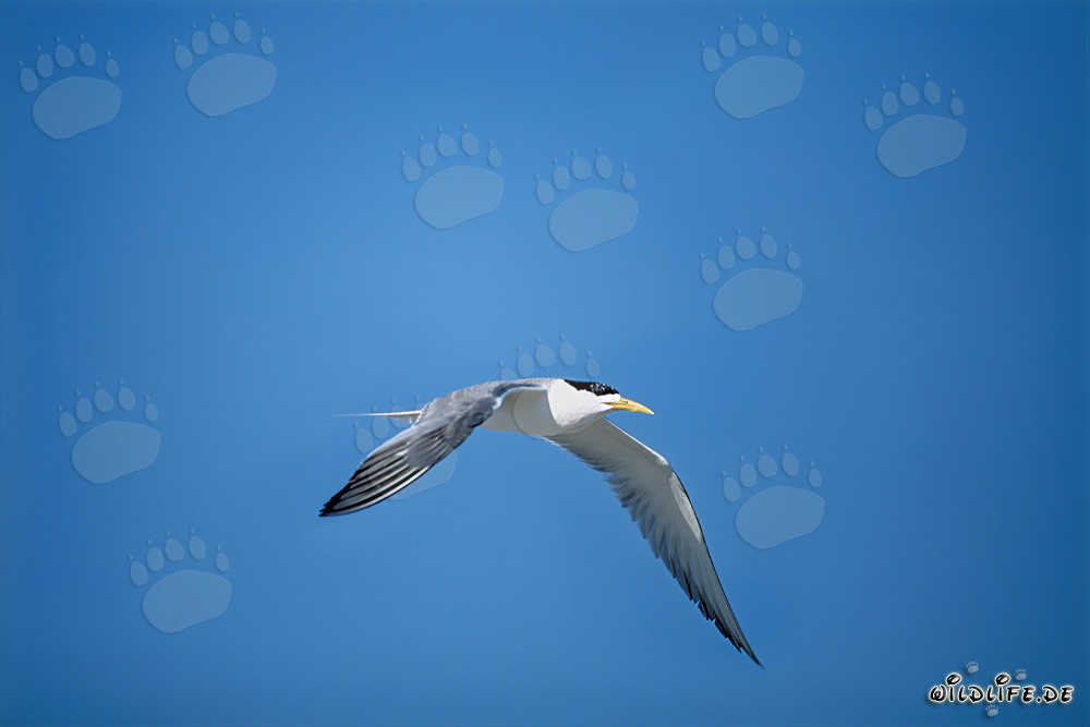 Swift tern returns to Dyer Island