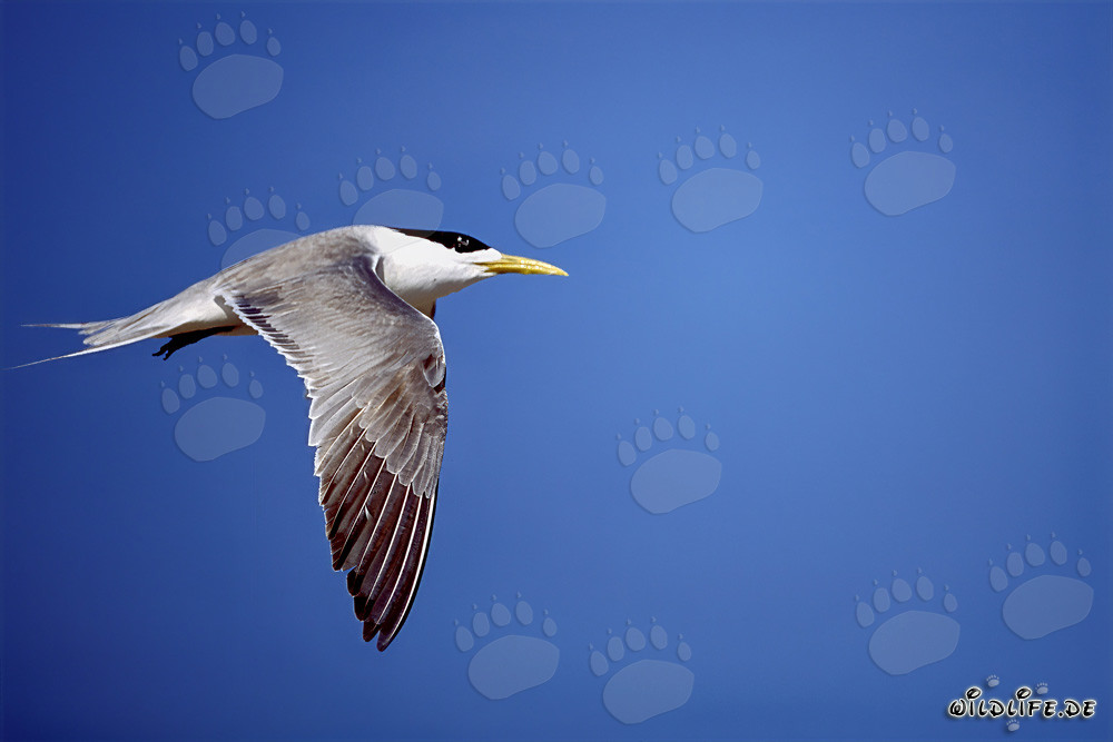 Graceful Aerial Acrobat: The Swift Tern