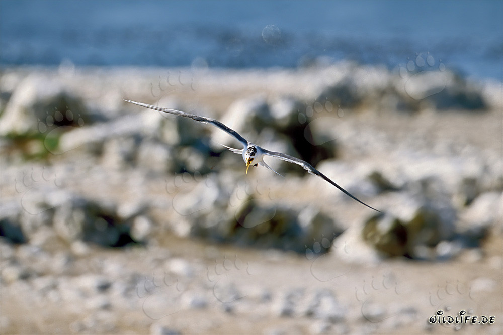 Anmutige Eilseeschwalbe über Dyer Island in Western Cape, Südafrika