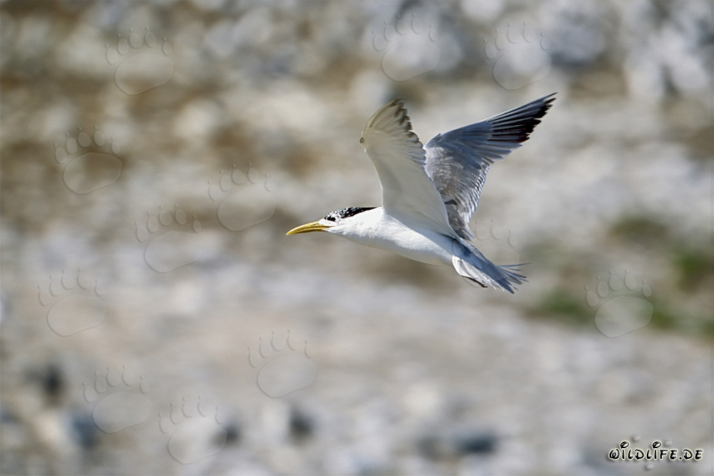 Charrán elegante volando sobre la isla Dyer