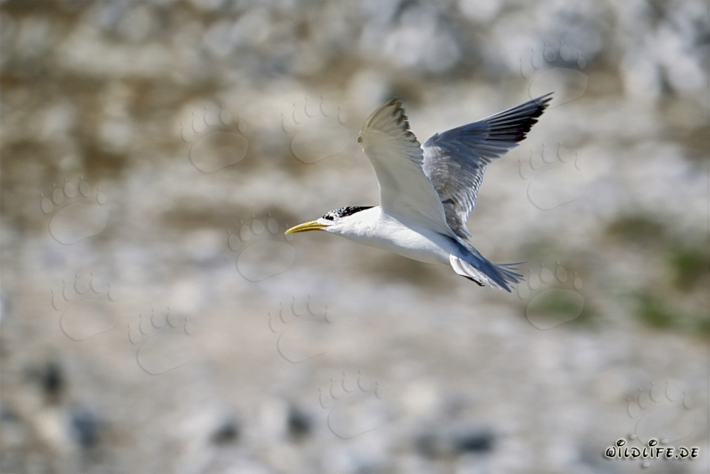 Fliegende Eilseeschwalbe auf Dyer Island