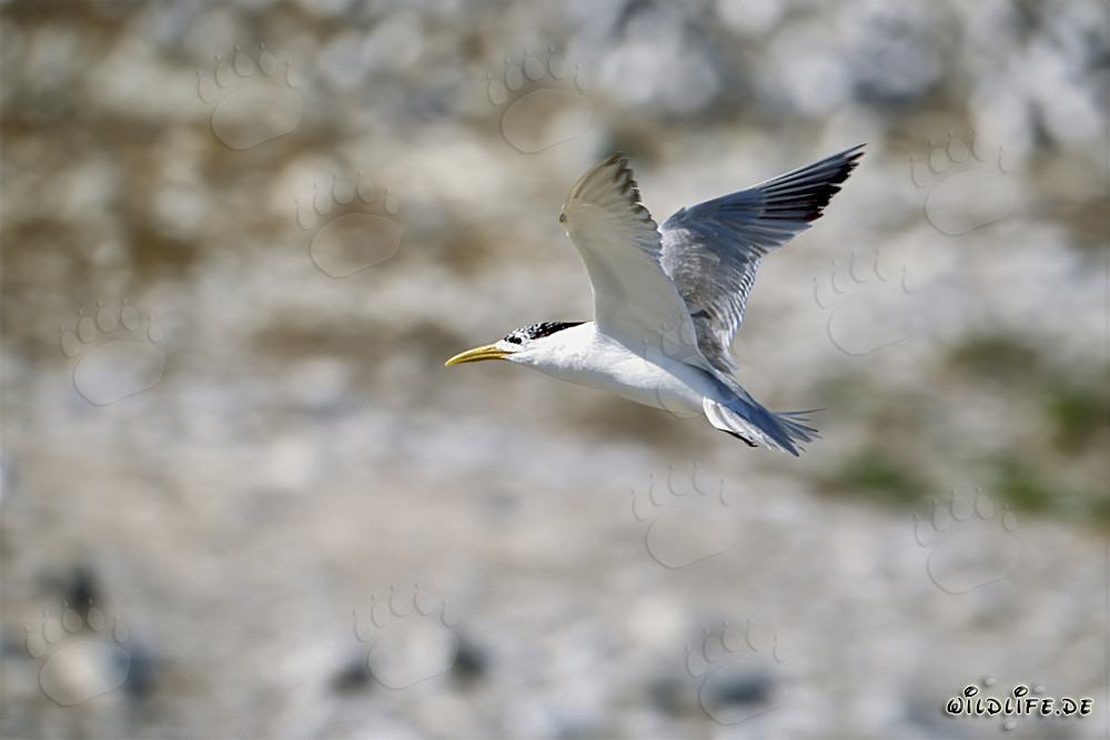 Gabbiano elegante volante sull'isola Dyer