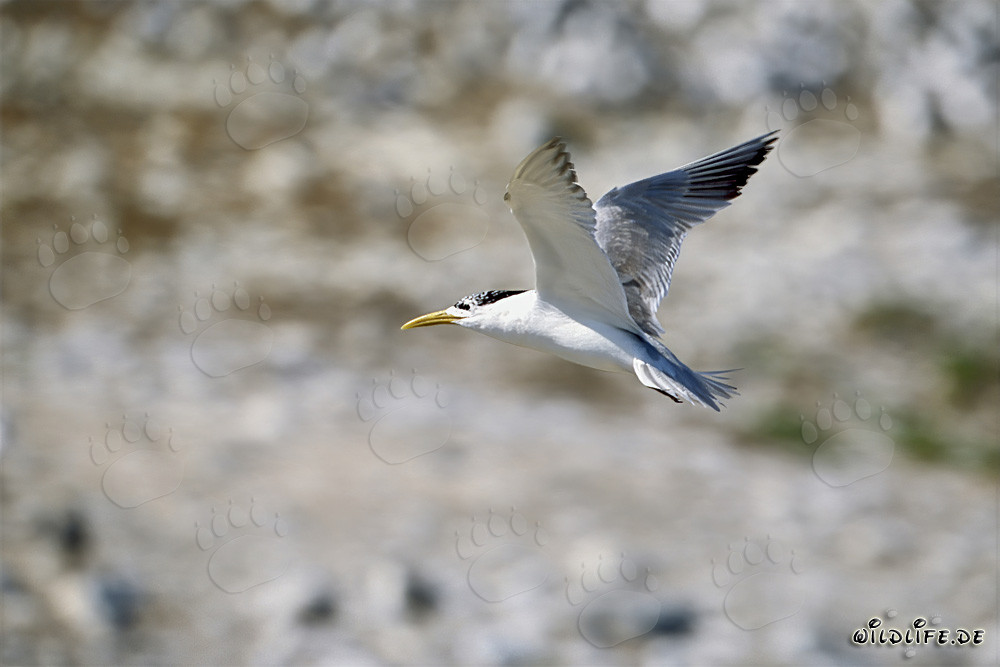 Fou de Sterne bergii volant sur l'île Dyer