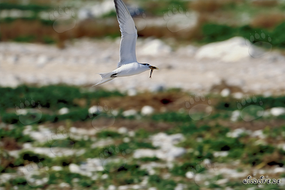 Swift tern with fish prey