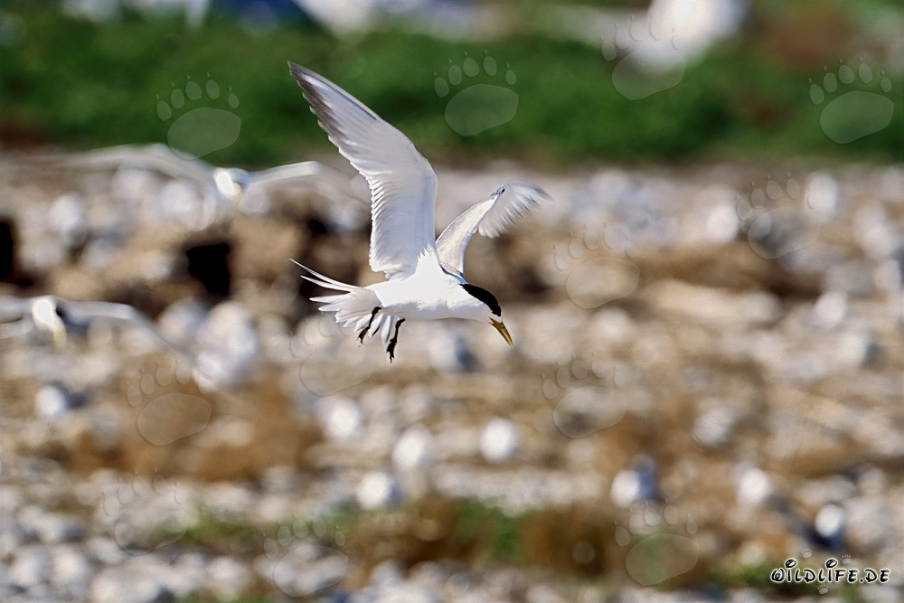 Graceful swift tern lands