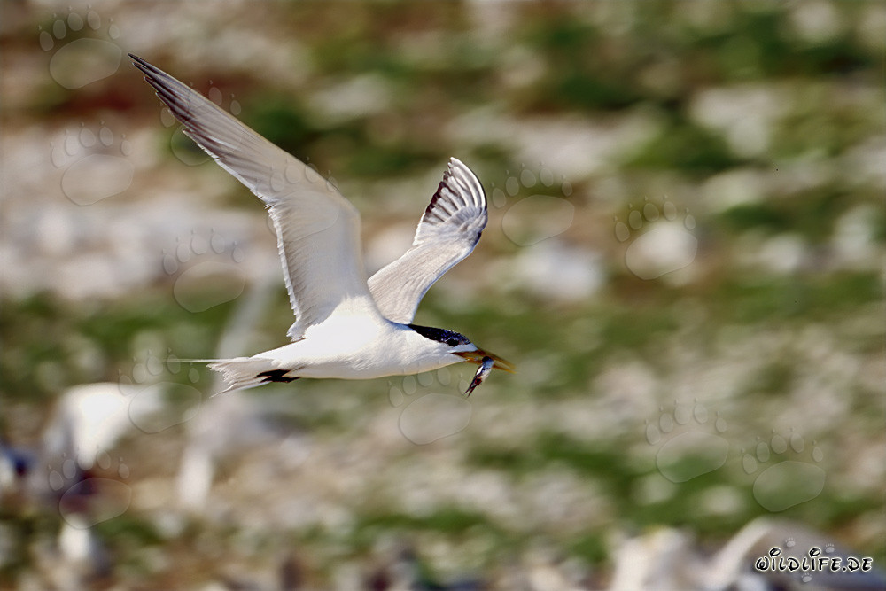 Charrán ártico con presa de pescado volando sobre el océano