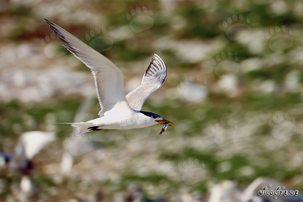 Eilseeschwalbe mit Fischbeute über dem Ozean fliegend