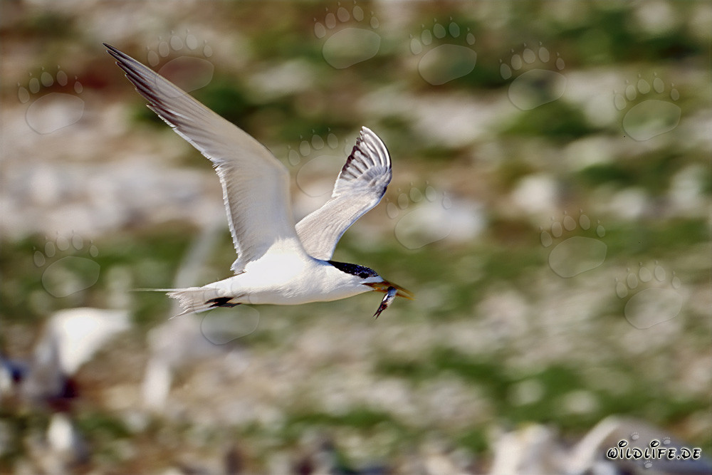 Sterne bergii avec sa proie de poisson volant au-dessus de l'océan