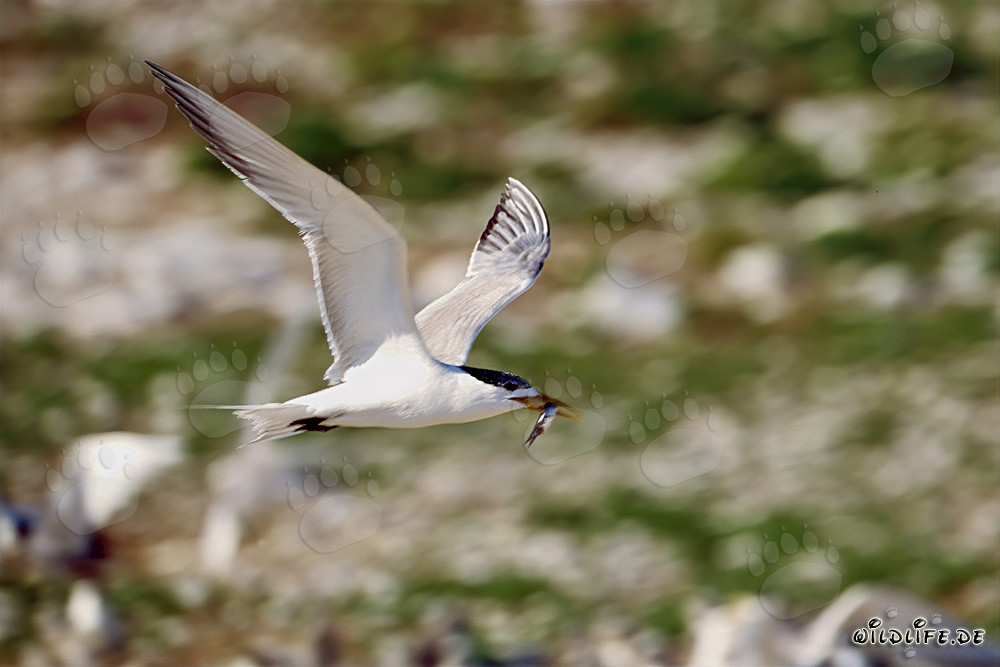 Flying Swift tern with fish prey over the ocean