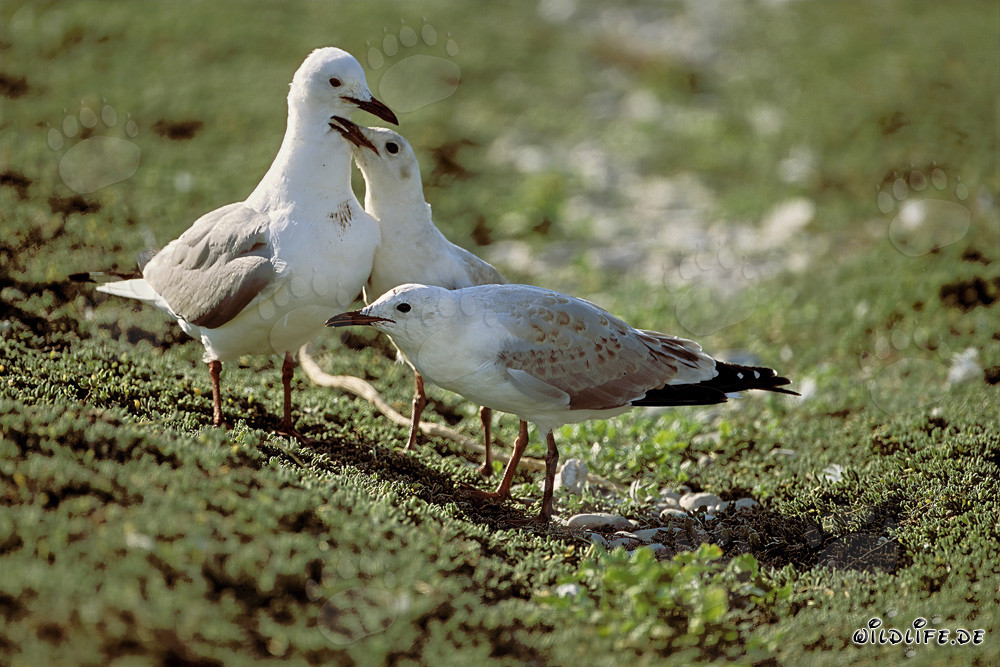 Gaviotas tridáctilas en el pintoresco paisaje de la isla de Dyer