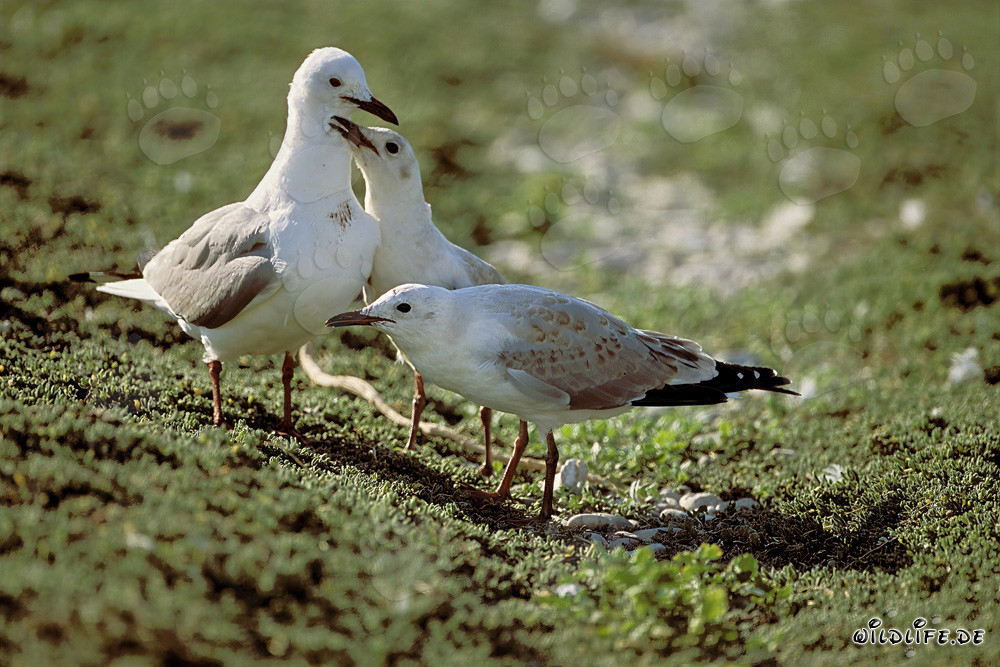 Hartlaub's Gulls in the Picturesque Landscape of Dyer Island