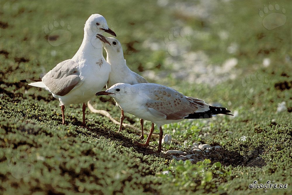 Mouettes tridactyles dans le paysage pittoresque de l'île de Dyer