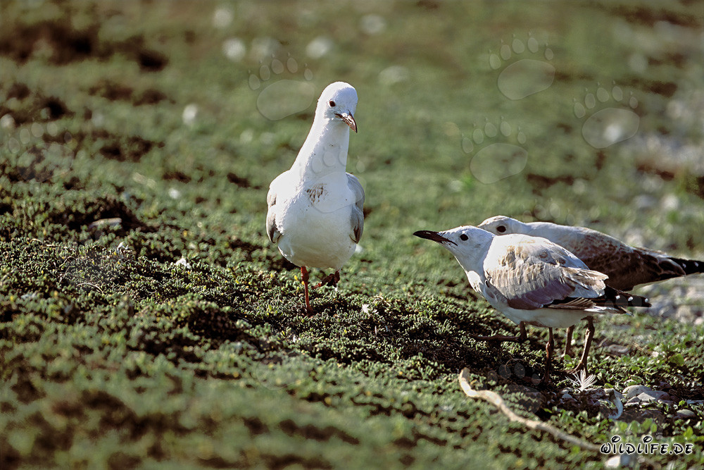 Gaviota de Hartlaub con dos crías en la isla de Dyer en Sudáfrica