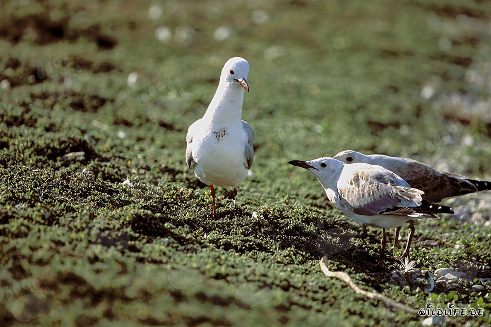 Hartlaubmöwe mit zwei Jungen auf Dyer Island in Südafrika