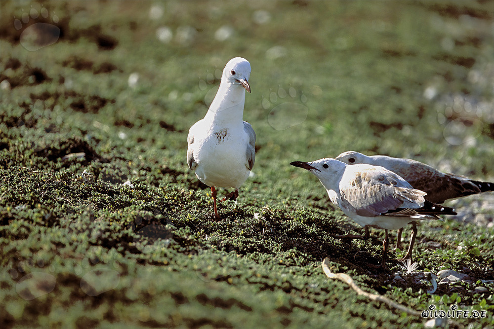 Mouette de Hartlaub avec deux jeunes sur l'île de Dyer en Afrique du Sud