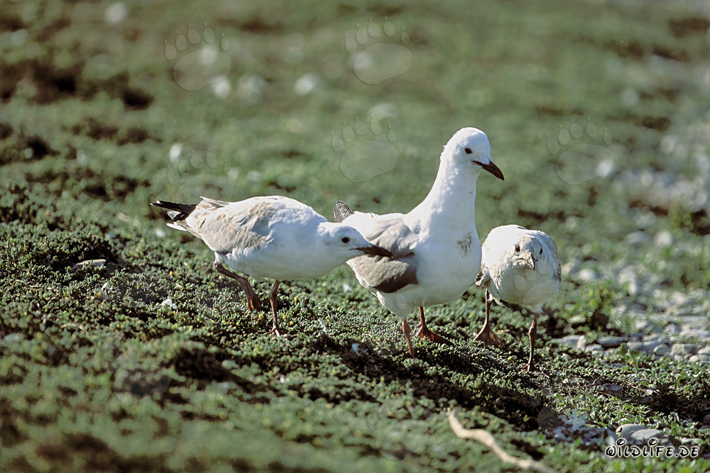 Gaviota de Hartlaub con dos jóvenes gaviotas cerca de la isla Dyer, Sudáfrica