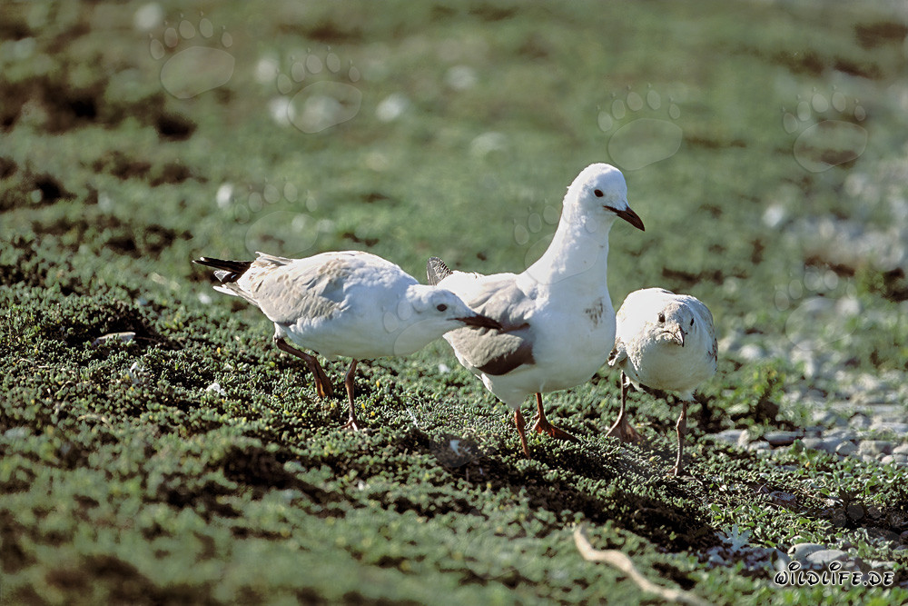 Hartlaubmöwe mit zwei Jungmöwen in der Nähe von Dyer Island, Südafrika