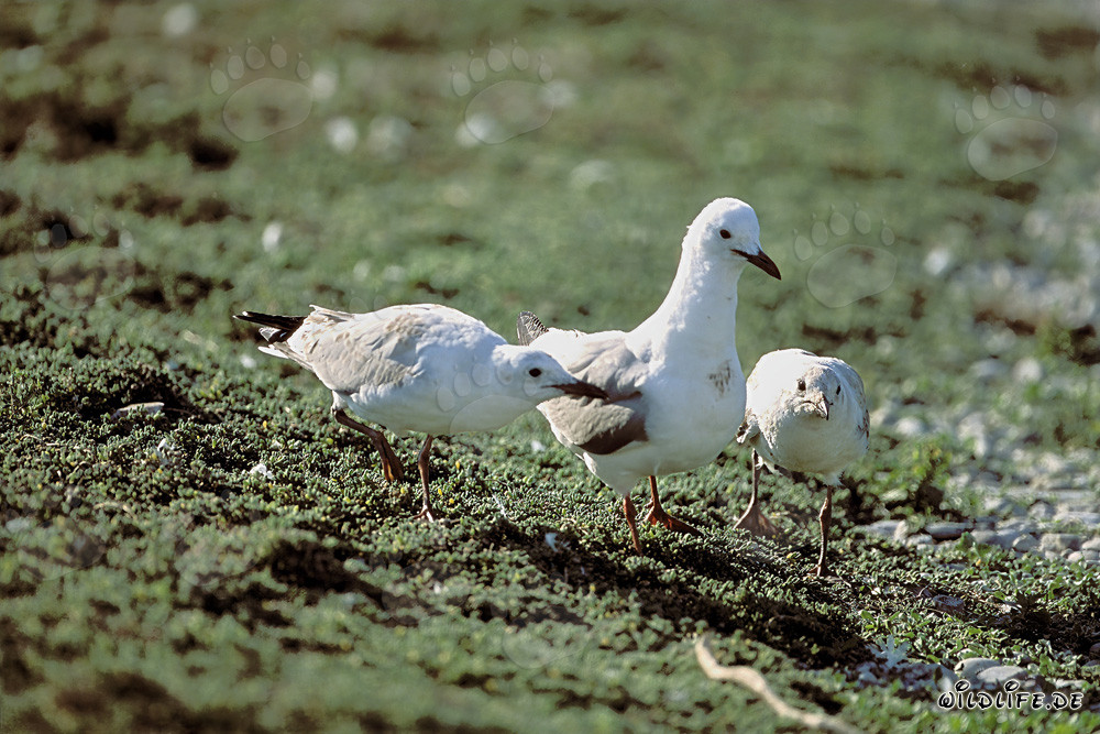 Hartlaub's Gull with Two Young Gulls near Dyer Island, South Africa