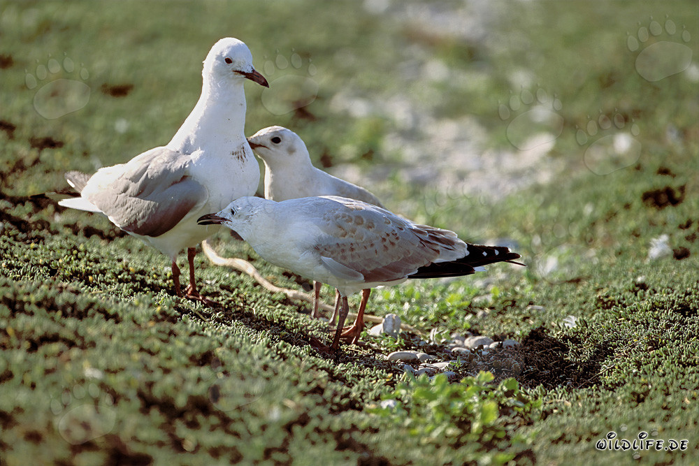 Fascinante gaviota de Hartlaub con dos adorables crías