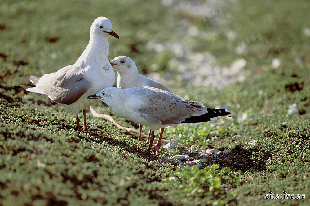 Mouette de Hartlaub fascinante avec deux adorables oisillons