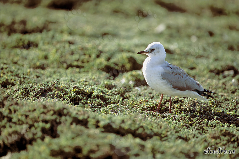 Mouette de Hartlaub - Élégance dans le vert frais