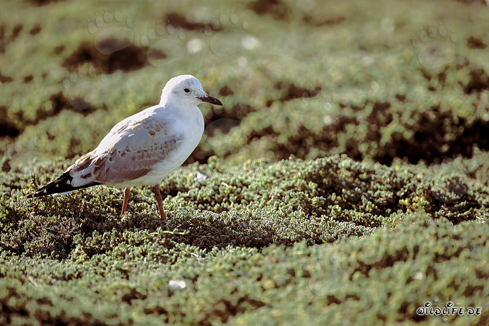 Gaviota de Hartlaub en un tapiz de plantas
