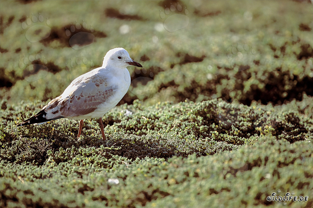 Hartlaub's Gull on Plant Carpet