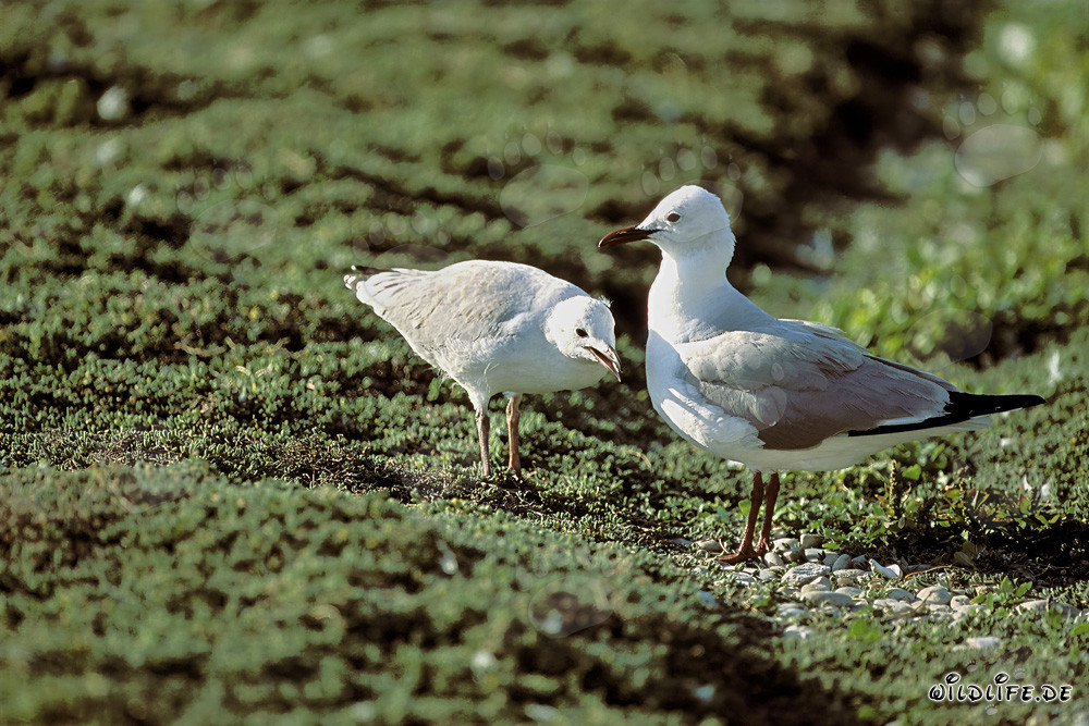 Gaviota de Hartlaub con una cría de gaviota en la isla de Dyer, Sudáfrica