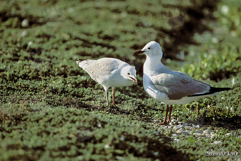 Mouette de Hartlaub avec un jeune goéland sur l'île de Dyer, Afrique du Sud