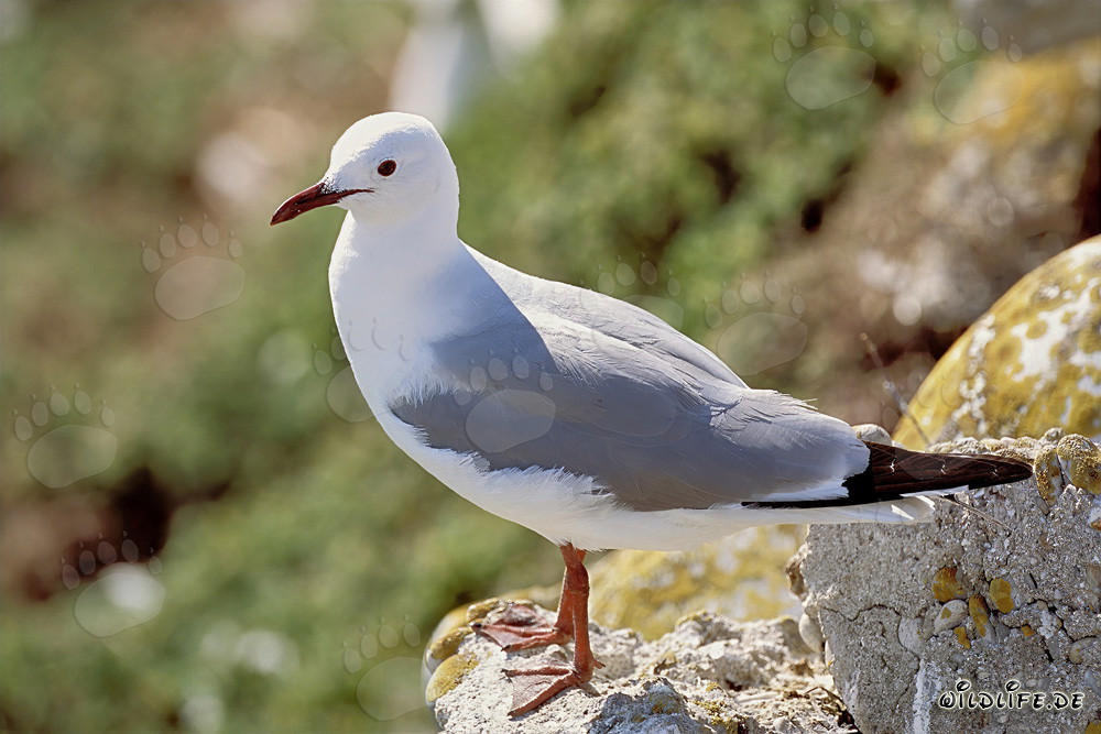 Gaviota de Hartlaub fascinante bajo un cielo soleado