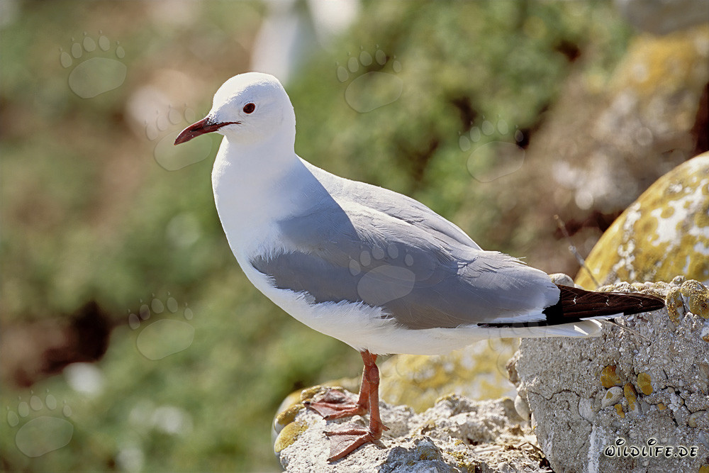 Mouette de Hartlaub fascinante sous un ciel ensoleillé