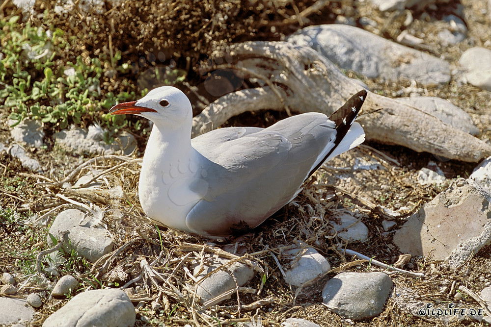 Gaviota de Hartlaub en la isla de Dyer en Sudáfrica